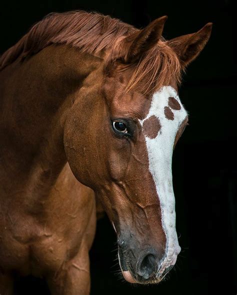 Lovely Face Chestnut Horse Horses Pretty Horses