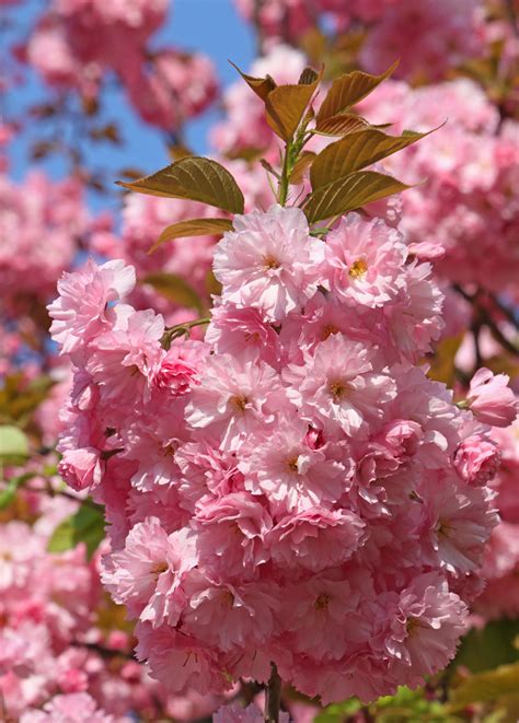 We did not find results for: Prunus roseoplena 'Pink Flowering Peach' - Hello Hello ...