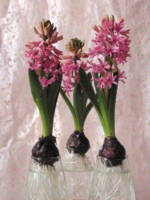 DIY 5 idées faciles pour des fleurs de jacinthes à l intérieur