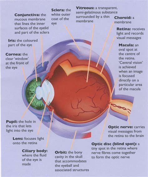 Eyestructure The Anatomy Of The Eye Eye Anatomy Eye Facts