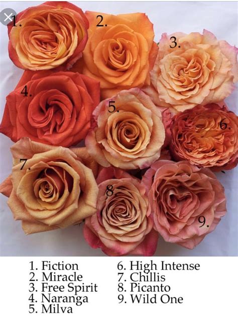 Pin By Kate Keating On Coral Orange Roses Flower Names Rose Varieties