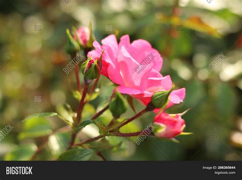 Pink Roses Buds Image And Photo Free Trial Bigstock