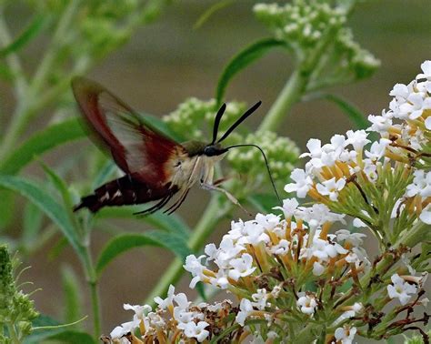 Hummingbird Moth Snowberry Clearwing Side View Photograph By Cindy Treger