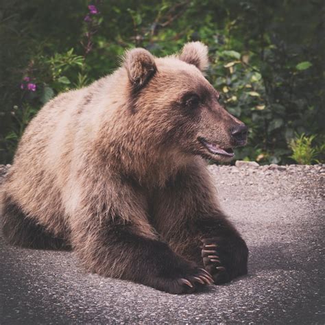 Premium Photo Hungry And Angry Wild Kamchatka Brown Bear Lies And