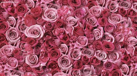 Rosas De Color Rosa De Fondo Hd Rose Wallpaper Hd 1920x1080