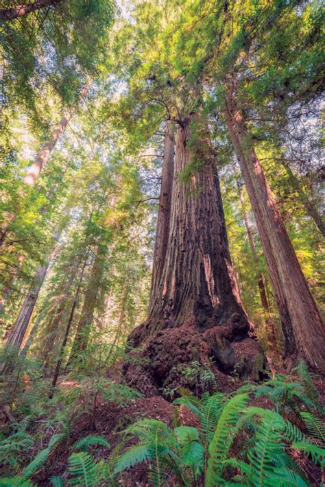 Bay Nature Magazine Discovery Of The Oldest Redwood In The Bay Area