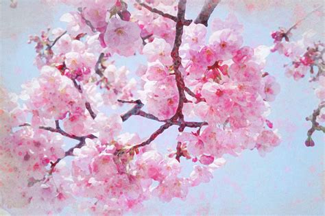 25 Cherry Blossom Watercolor Inspirations To Dream About