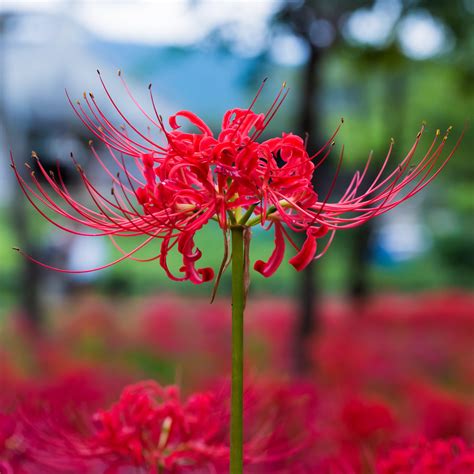 Red Spider Lily Bulbs For Sale Lycoris Red Radiata Easy To Grow Bulbs