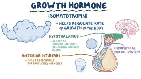 Growth Hormone And Somatostatin Osmosis