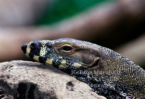 The Lace Monitor Varanus Varius Kelvin Marshall Nature And Wildlife