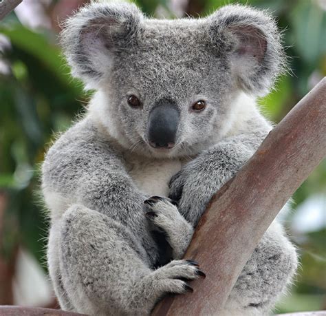 She Is Cute I Will Name Her Lil Wil Koala Koala Bear