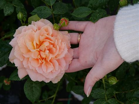 Caring For Roses The Ultimate Guide Proven Winners In 2021 Rose