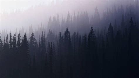 Blue Forest Aesthetic Wallpaper Tumblr Nature Wallpaper 1920x1080