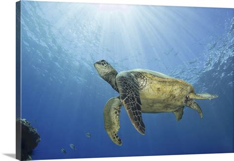 Hawaiian Green Sea Turtle Swimming Close To The Surface With Sunburst