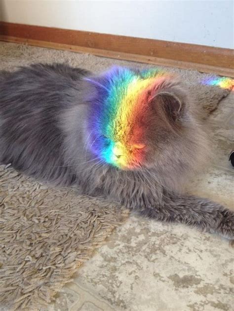 Rainbow Cat Neatorama