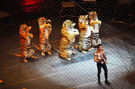 Italy Bans The Use Of Animals In Circuses