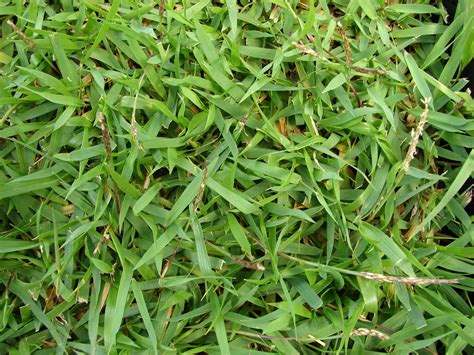 Types Of Grass For Your Lawn A Complete Guide Arini Nurul Yakin