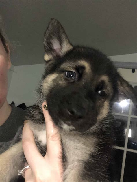 The gerberian shepsky (a hybrid breed) is often employed as a service/police dog, thanks to his alert. Gerberian Shepsky Puppies - Petclassifieds.com