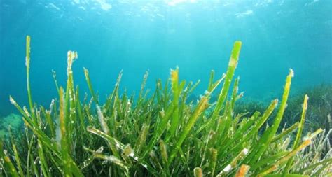 10 Common Characteristics Of Seaweeds
