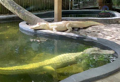 Rare Albino Alligators Hatch At Florida Zoo Science Mystery News