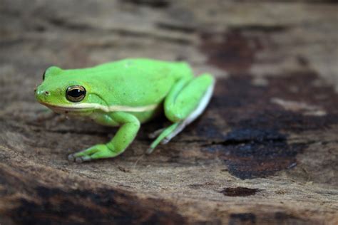Green Tree Frogs Amphibians