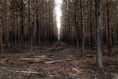 Hutan Terbakar 1 Foto Stok Unduh Gambar Sekarang 35 39 Tahun Abu