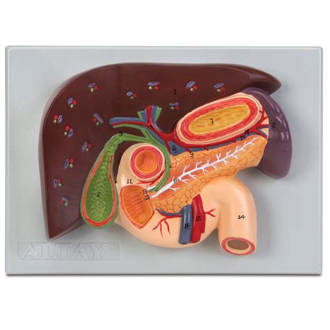 Lesion Pancreas Spleen Liver Gallbladder Duodenum Model My XXX Hot Girl