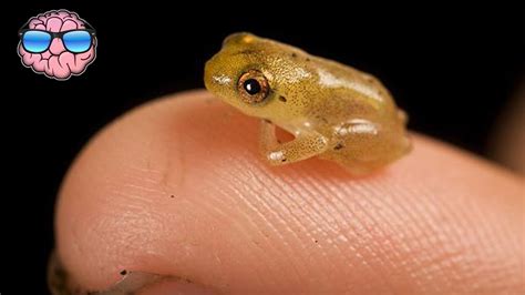 Top 10 Smallest Land Animals In The World Simply Amazing Stuff