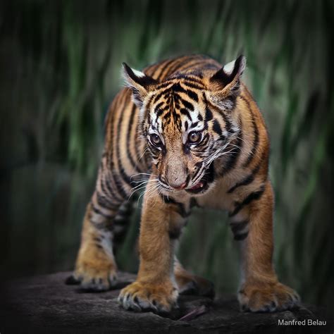Young Tiger By Manfred Belau Redbubble