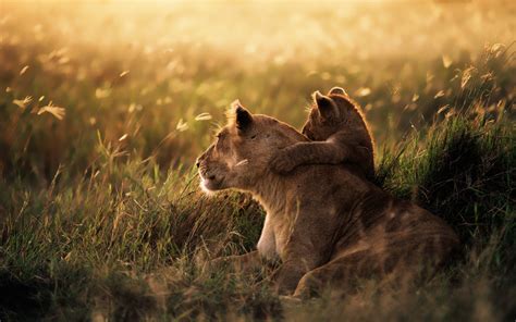 Find & download free graphic resources for animals. nature, Lion, Baby Animals Wallpapers HD / Desktop and ...