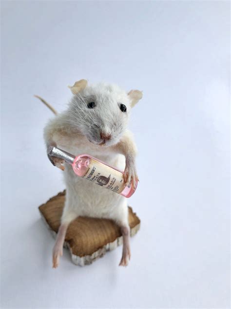 Taxidermy Mouse Rat Rodent With Pink Wine Bottle Etsy
