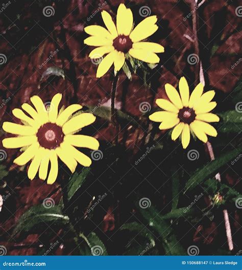 Daisy X27 S Stock Image Image Of Natures Daisys 150688147