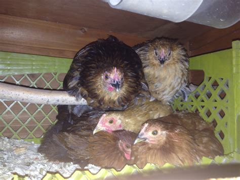 Bantam Cochins Club Page 3 Backyard Chickens Learn How To Raise Chickens