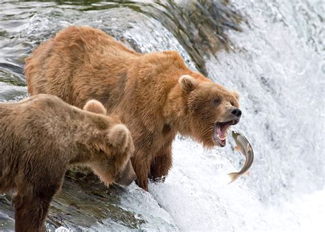 The Bears Of Brooks Falls Alaska Audley Travel Us