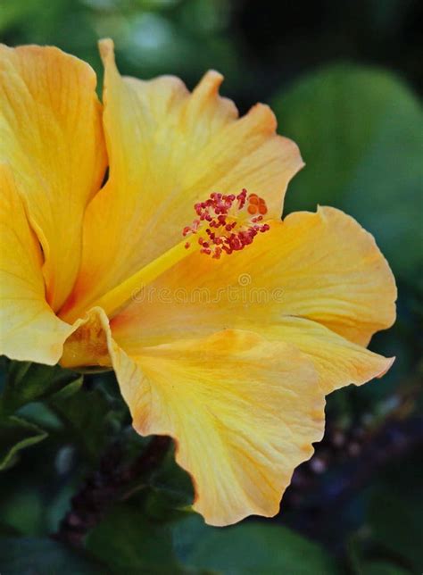 Yellow Hibiscus Flower With Dark Background Stock Image Image Of