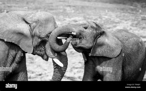 Black And White Close Up Strong Affection Bond Love Between African