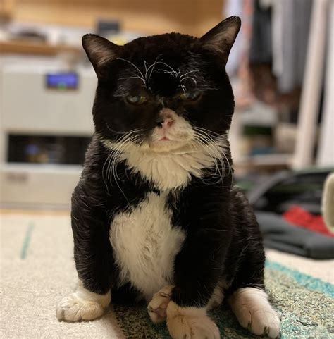 Download かわいい猫 モフモフのねこじゃらしに夢中な黒猫 無視 Images For Free
