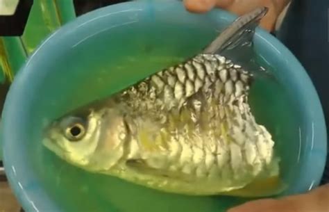 An indication that it could be time to. Video: Fish with Half a Body Reportedly Survives 6 Months ...
