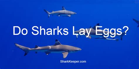 Do Sharks Lay Eggs Shark Keeper