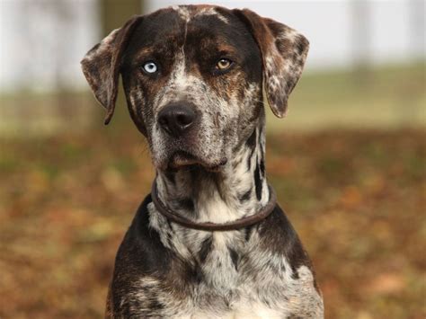 Declared The State Dog Of Louisiana In 1979 The Catahoula Leopard Dog
