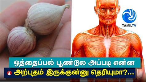 Top 5 Health Benefits Of Himalayan Single Clove Garlic Tamil Tv Youtube