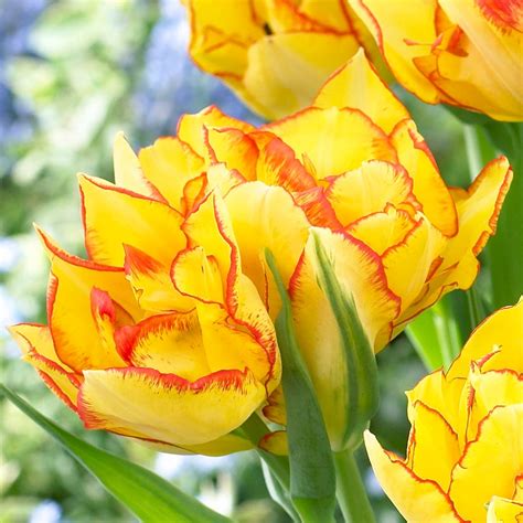 Buy Tulip Aquila Bulbs J Parker Dutch Bulbs