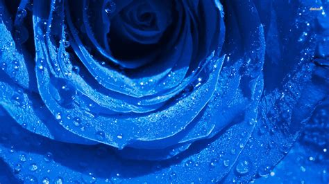 11353 Water Drops On Blue Rose Petals 1920x1080 Artistic W Flickr