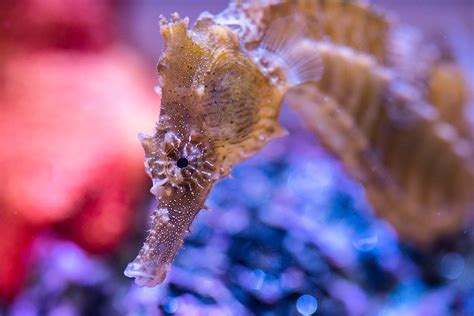 Keeping Seahorses In Aquaria Be Sure To Check Out This In Depth