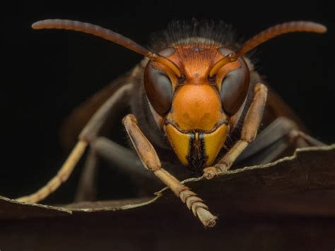 Asian Post Media Photos Reveal The Asian Giant Murder Hornet Spotted