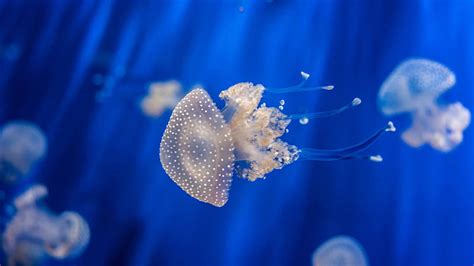 Fishes Jellyfish Sea Life Underwater Hd Wallpaper Peakpx