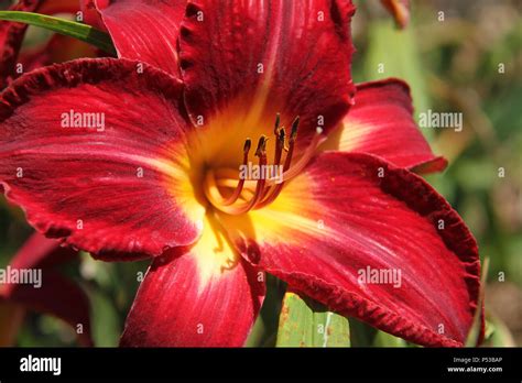 Red Perennial Daylilies Hi Res Stock Photography And Images Alamy