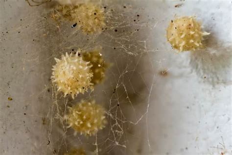 Spider Eggs In House What You Need To Know Terminix
