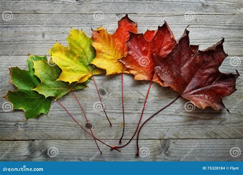 Autumn Maple Leaf Transition Stock Photo Image Of Leaves Beauty