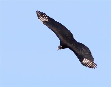 Black Vulture In Flight Flickr Photo Sharing